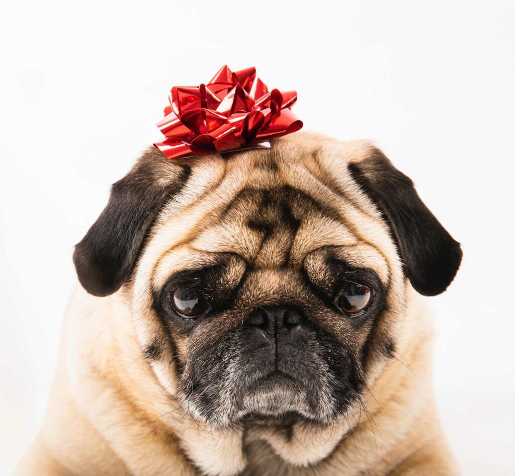 Honden leeftijd tabel Hoe oud is jouw hond in mensenjaren?