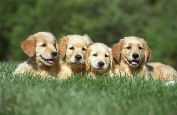 puppyfase levensfase hond