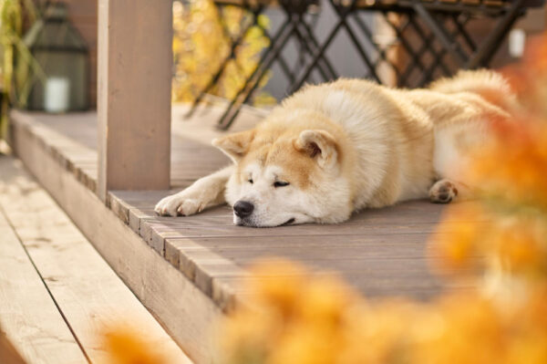 senior levensfase hond