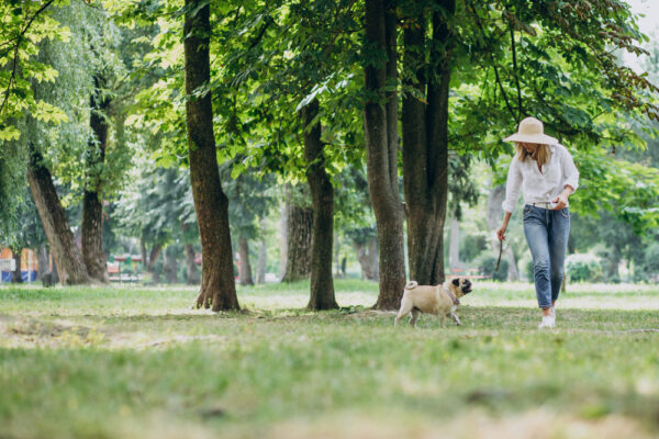 volwassen levensfase hond